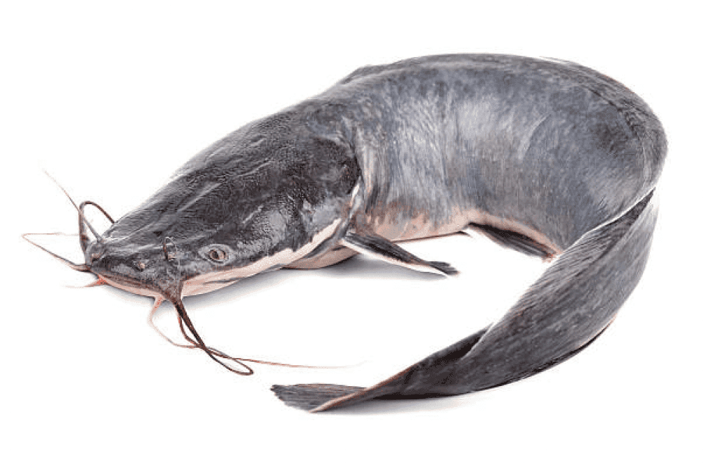 Fish