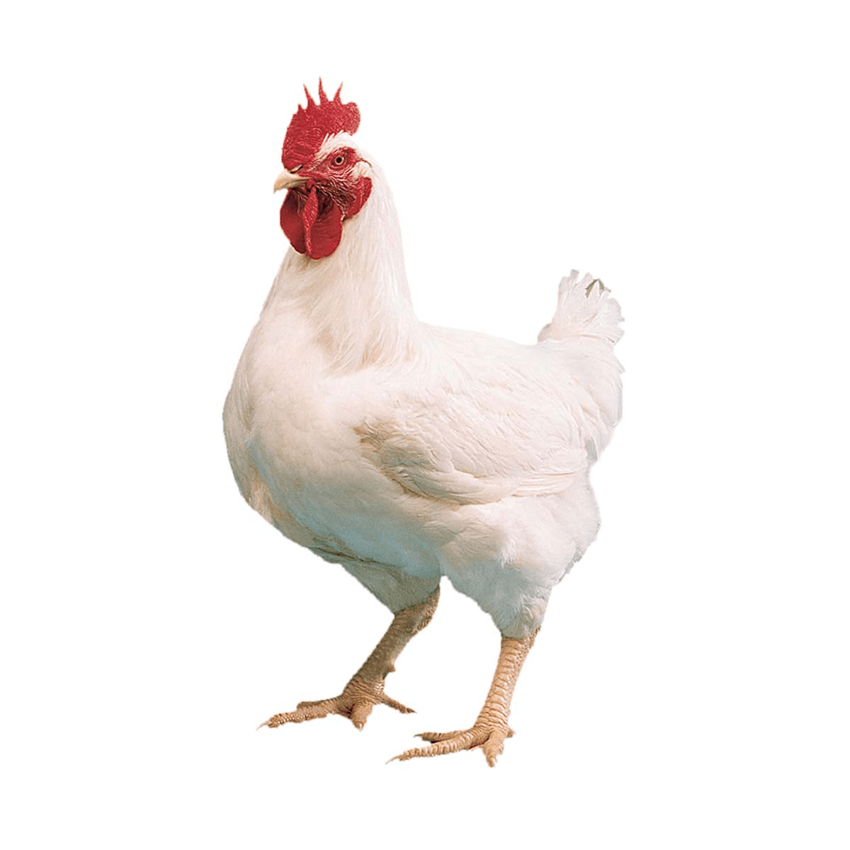 Poultry